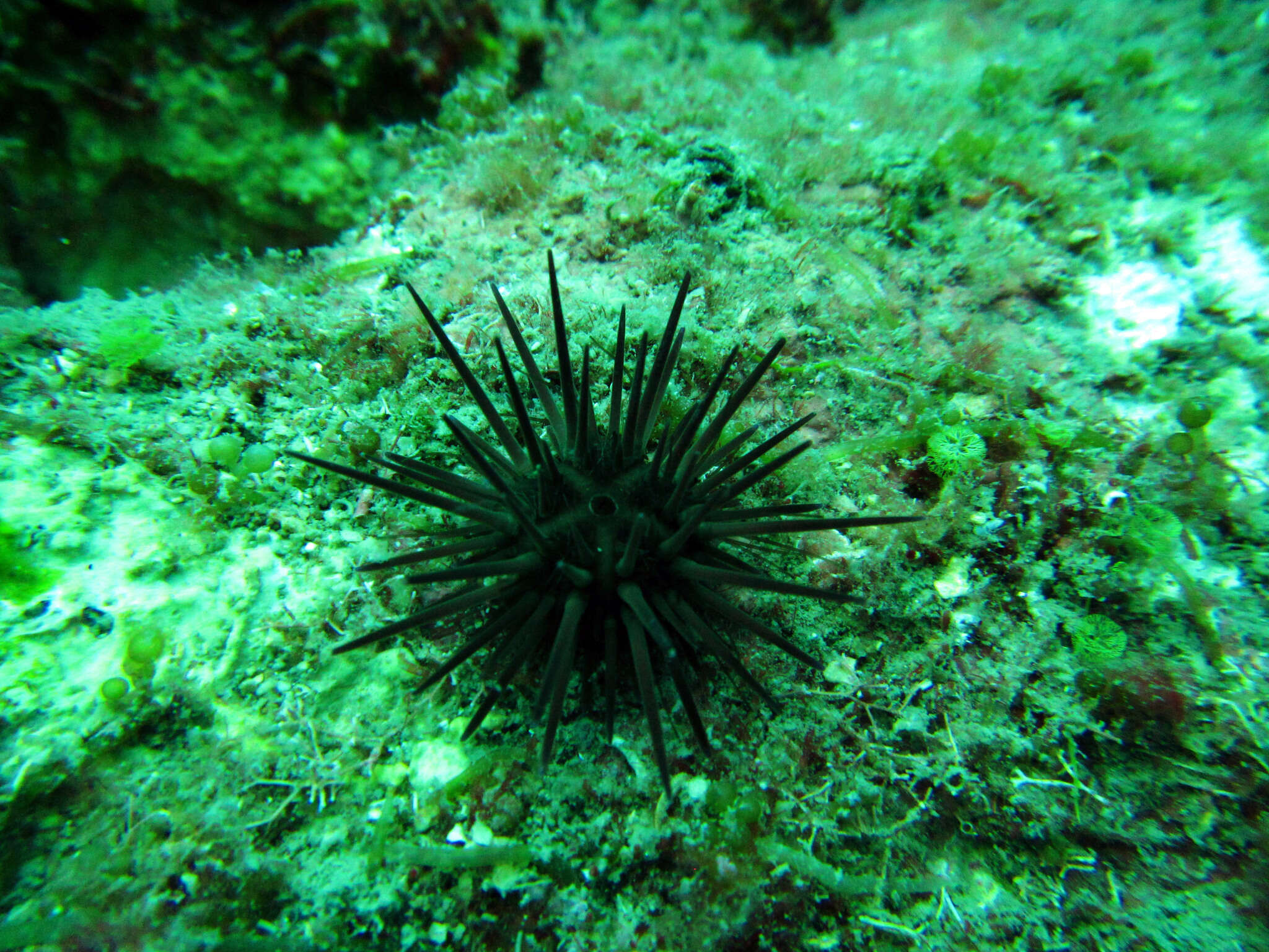 Image of Atlantic purple sea urchin