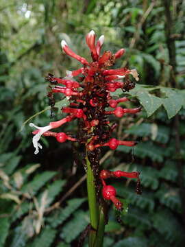 Image of Renealmia sessilifolia Gagnep.