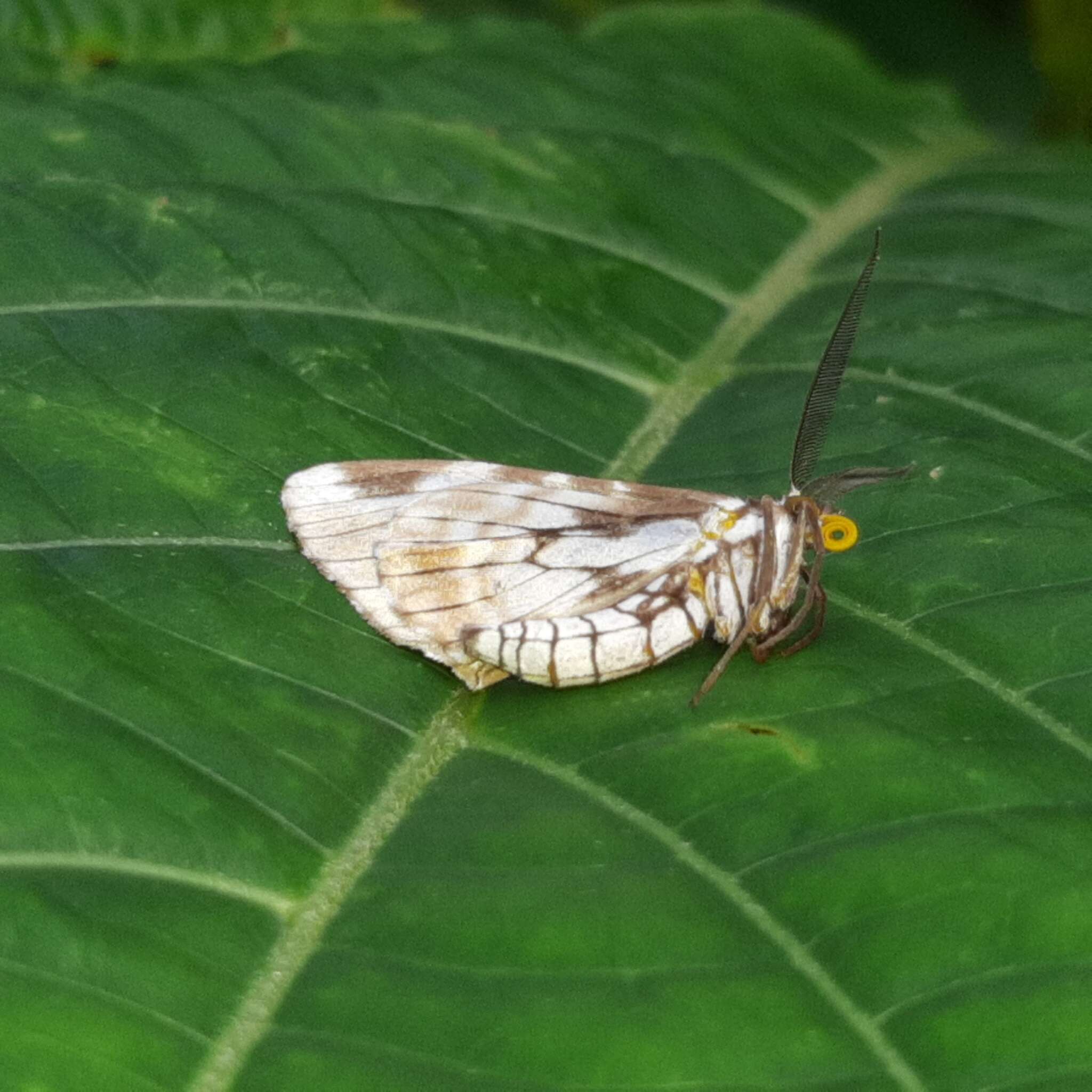 صورة Nephodia organa Druce 1893