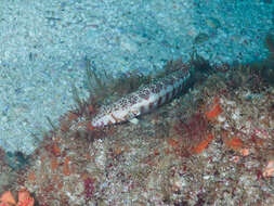 Image of White-streaked sandperch