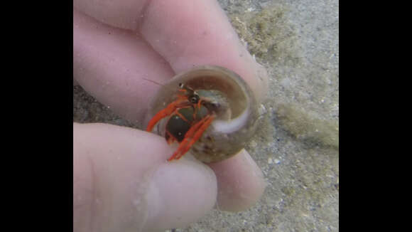 Image of California scarlet hermit crab