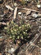 Imagem de Dudleya abramsii subsp. setchellii (Jeps.) Moran