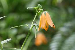 Image of Nasa speciosa (J. D. Sm.) Weigend