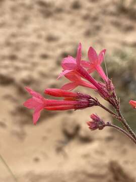 Image of coral gilia