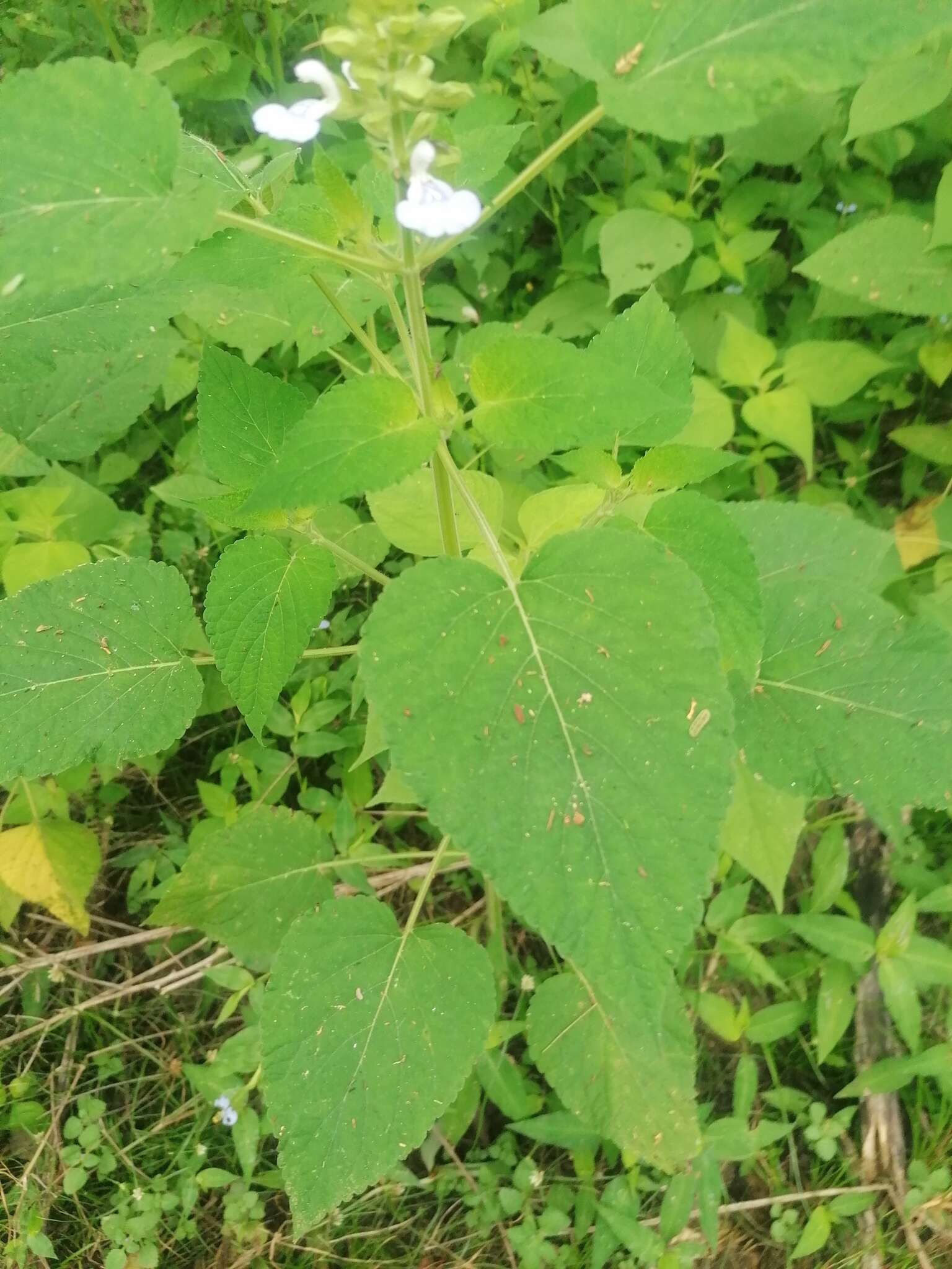 Image of Salvia herbacea Benth.