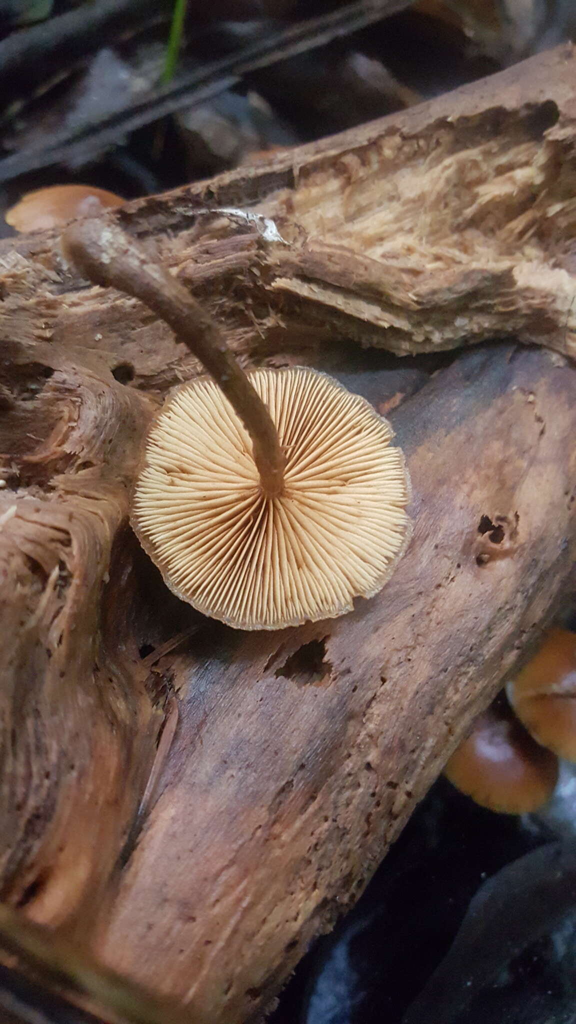 Image of Galerina patagonica Singer 1953