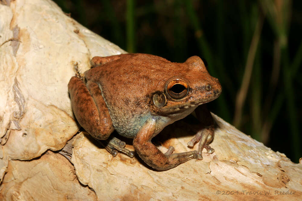 Image de Litoria coplandi (Tyler 1968)