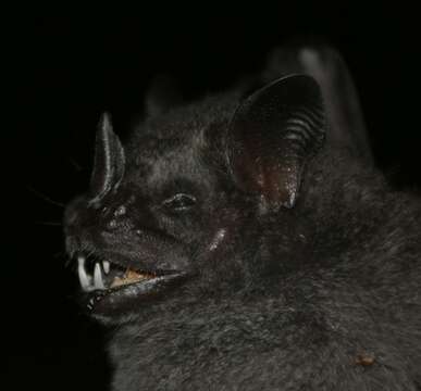 Image of Dark Fruit-eating Bat