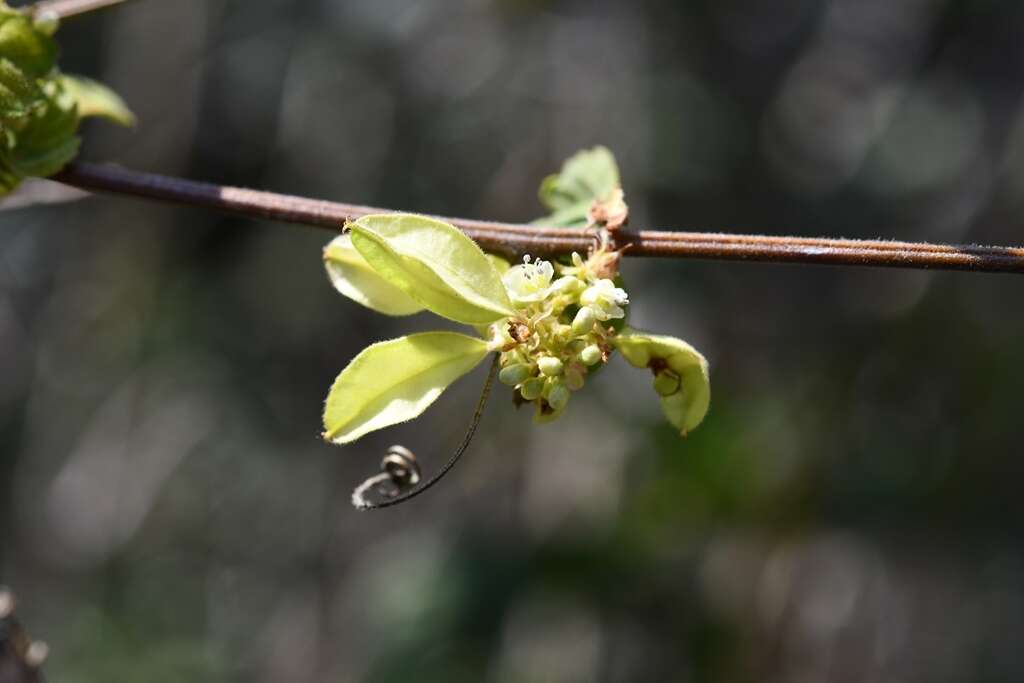 Image of urvillea