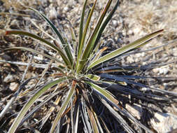 Image of plains yucca