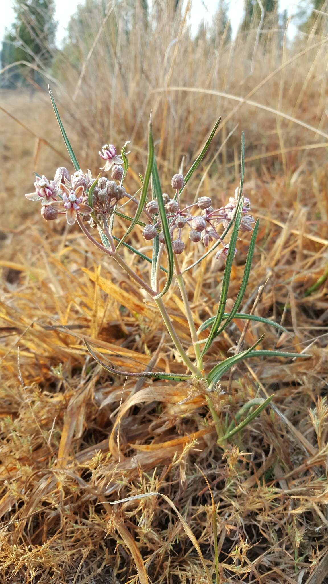 Image of Asclepias fournieri R. E. Woodson