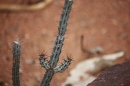 Imagem de Euphorbia louwii L. C. Leach