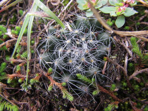 Image of Mammillaria zephyranthoides Scheidw.