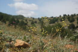 Image de Rumia crithmifolia (Willd.) Koso-Pol.