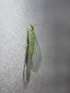 Image of Green lacewing