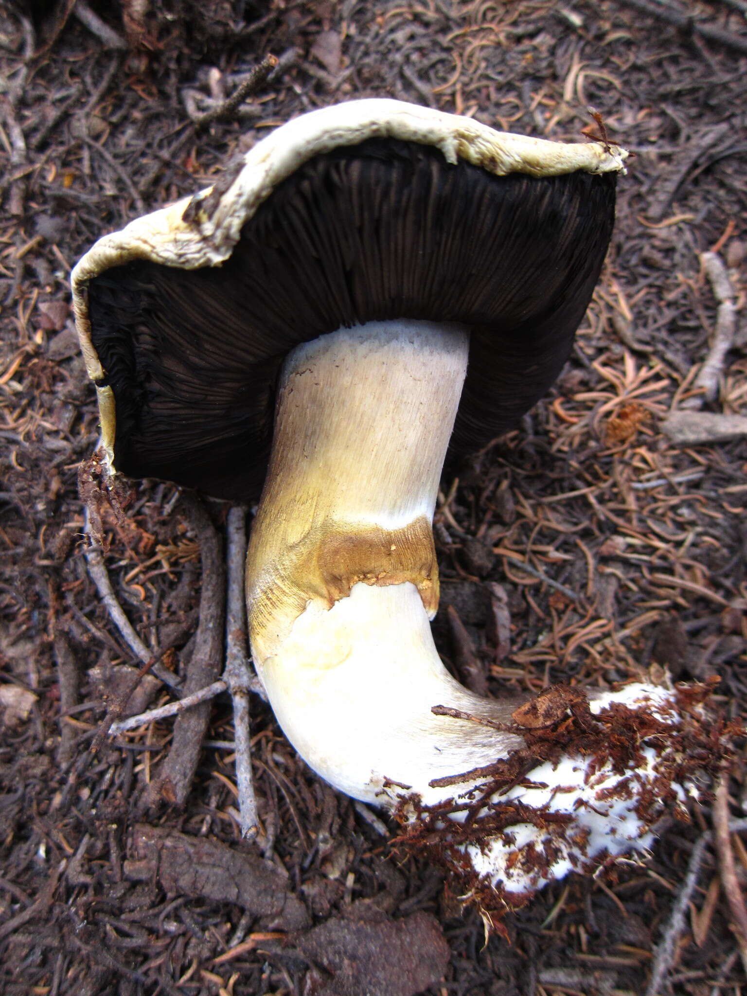 Image of Agaricus moronii Kerrigan 2016