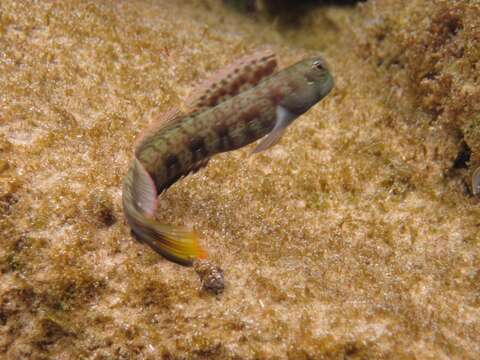 Blenniella periophthalmus (Valenciennes 1836) resmi