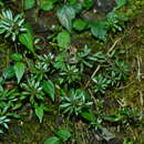 Image of Sedum kwanwuense