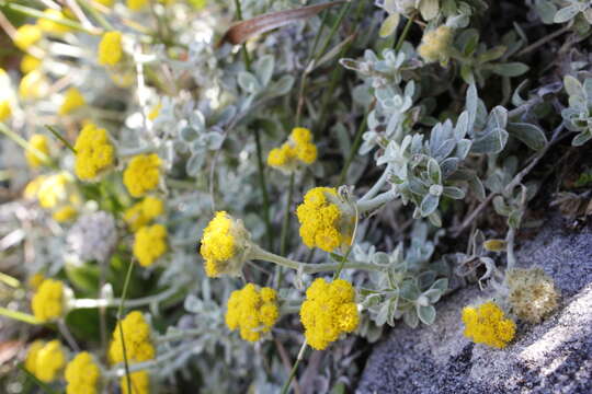 Image of Helichrysum capense O. M. Hilliard