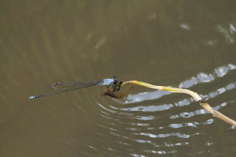 Image of Pseudagrion pruinosum (Burmeister 1839)