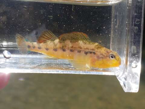 Image of Saffron darter