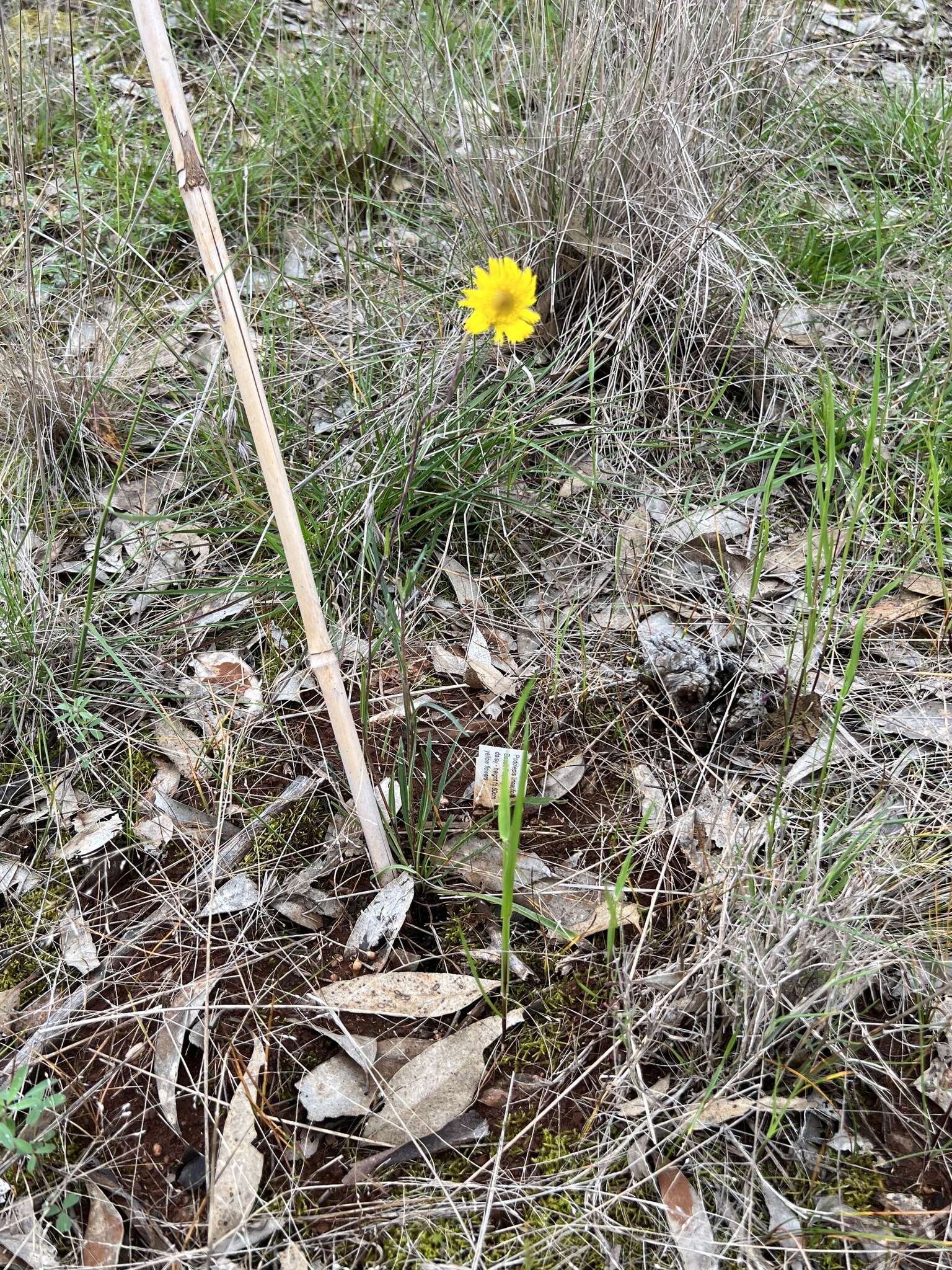 Image of Podolepis linearifolia