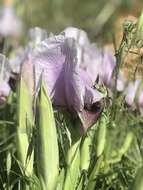 Image of Iris lortetii var. samariae (Dinsm.) Feinbrun