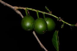 Image of Prunus cortapico Kerber ex Koehne