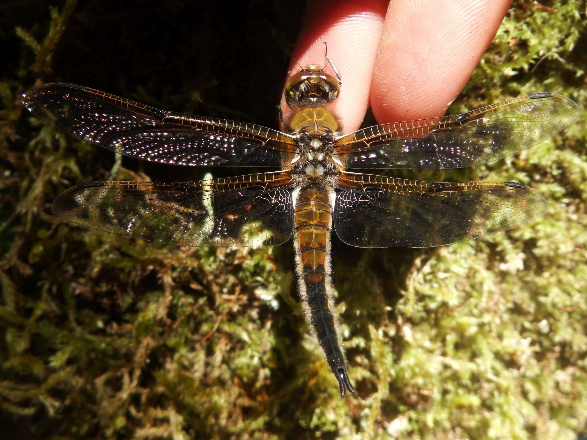 Image of Four-spotted Chaser