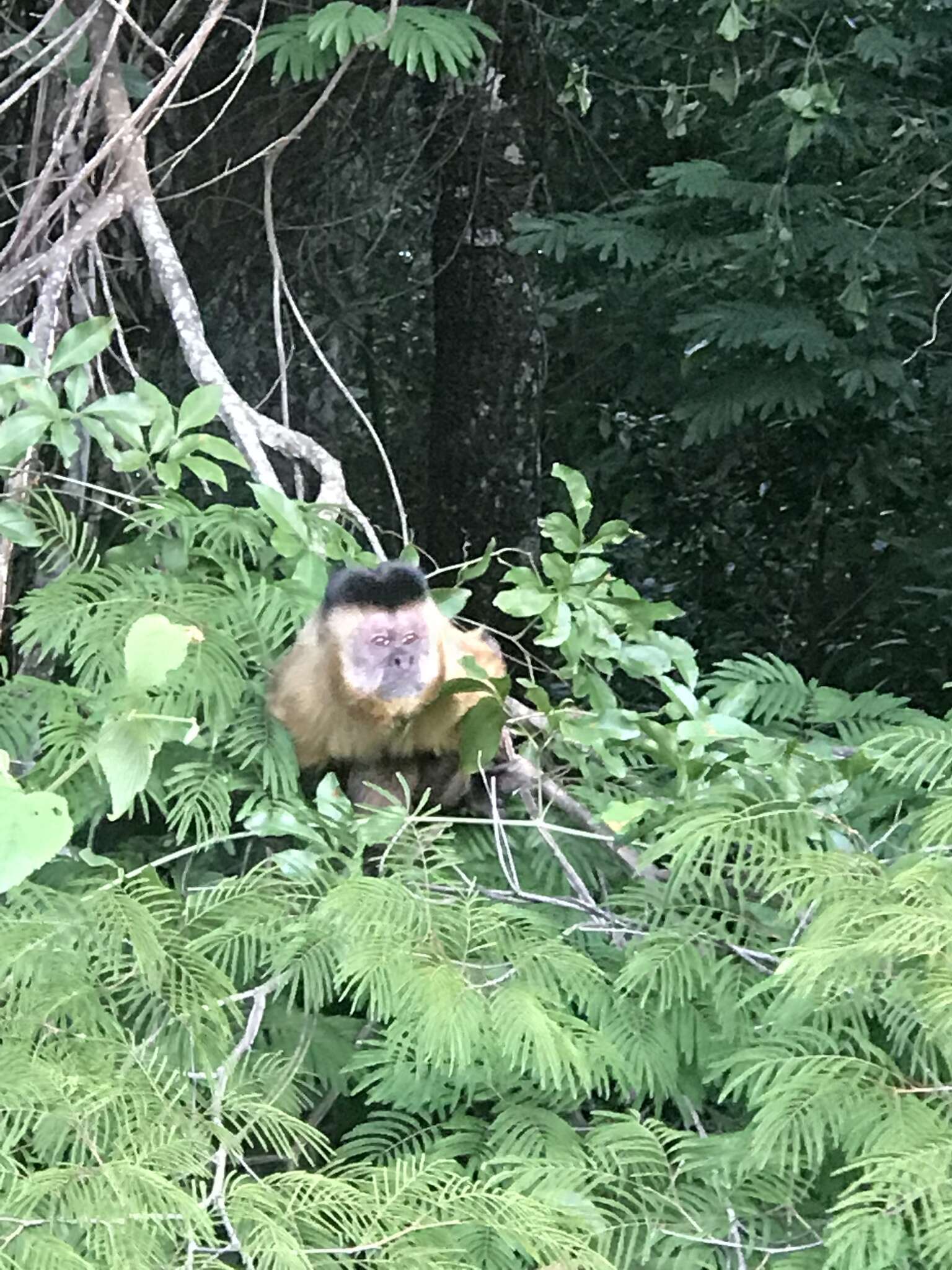 Image of Bearded Capuchin