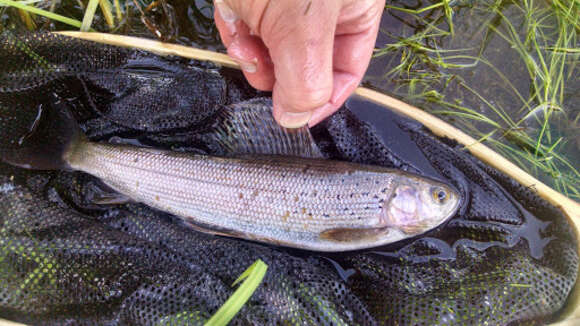 Image of grayling