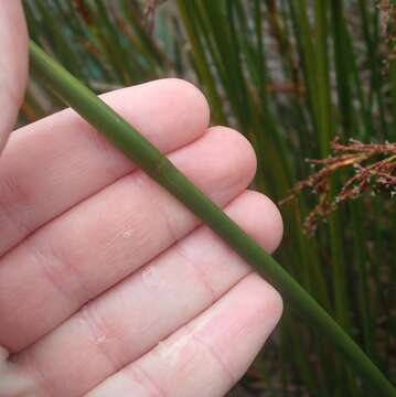 Image of Machaerina articulata (R. Br.) T. Koyama