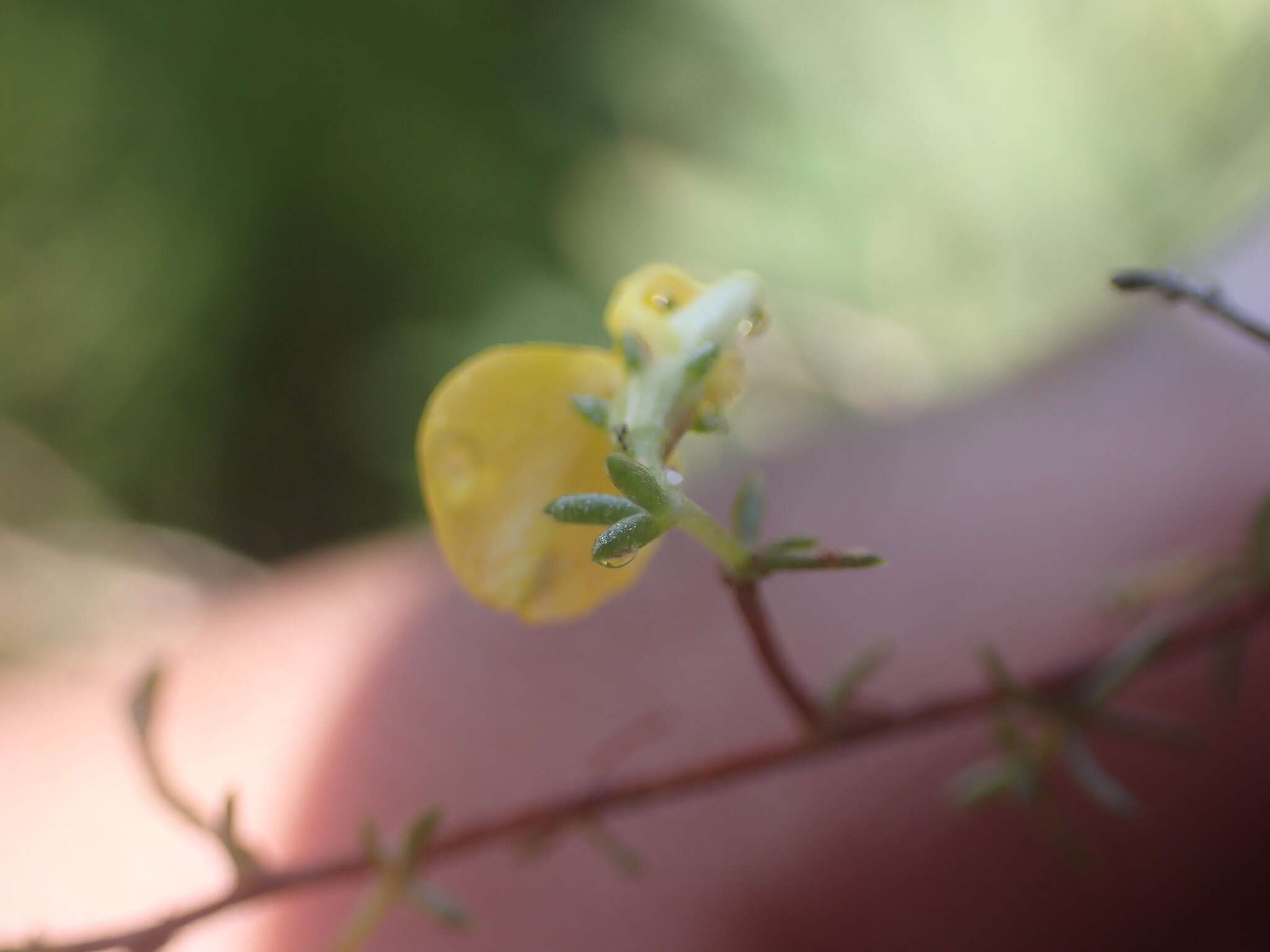 Слика од Aspalathus lanceicarpa R. Dahlgren