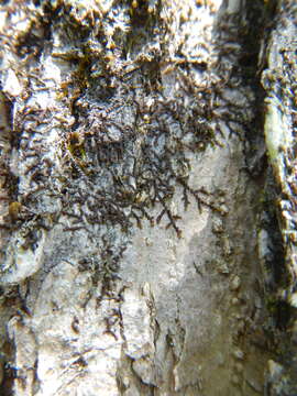 Image of Frullania eboracensis Lehm.