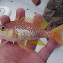 صورة Anthias nicholsi Firth 1933