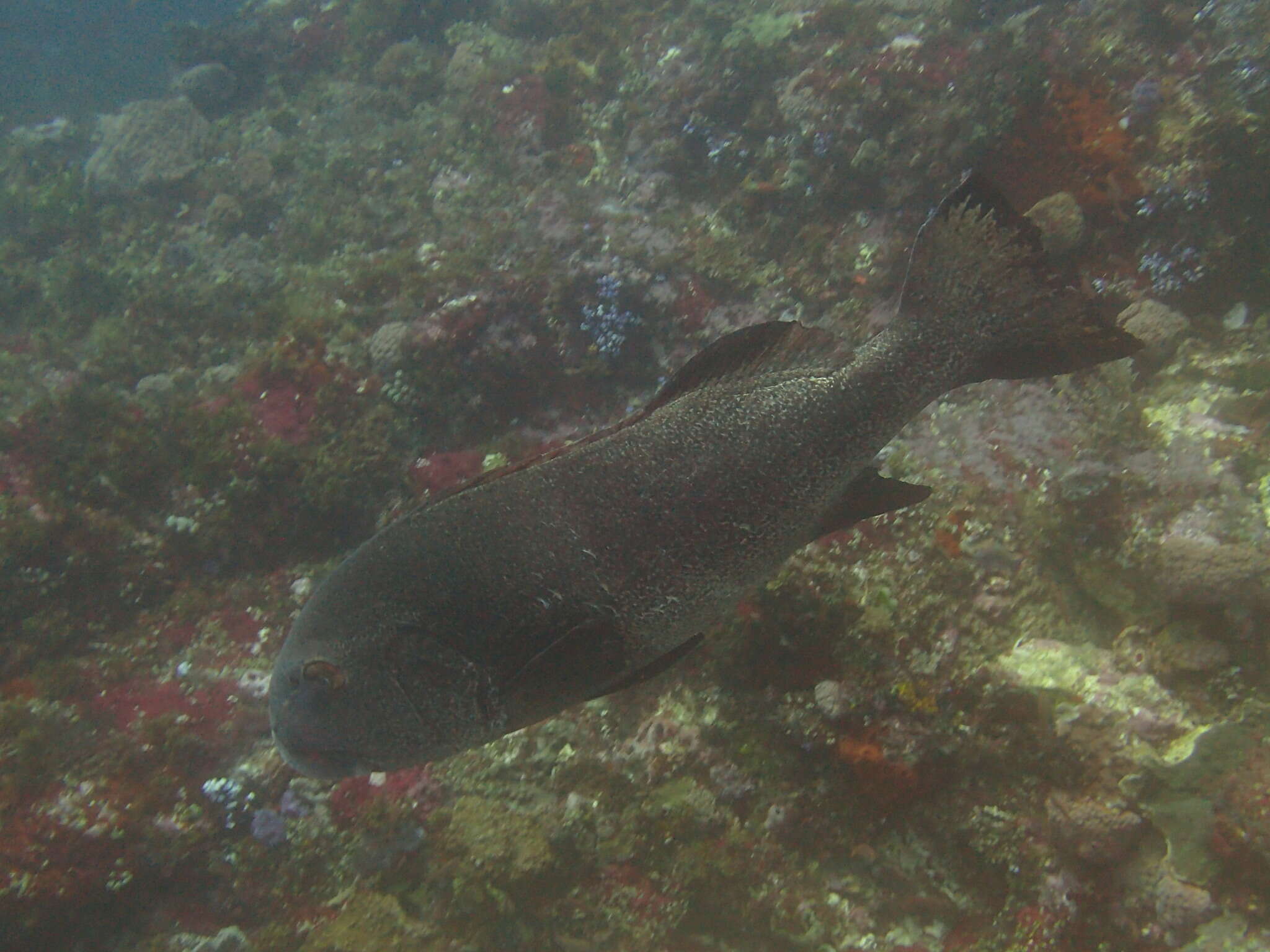 Image of Giant sweetlips