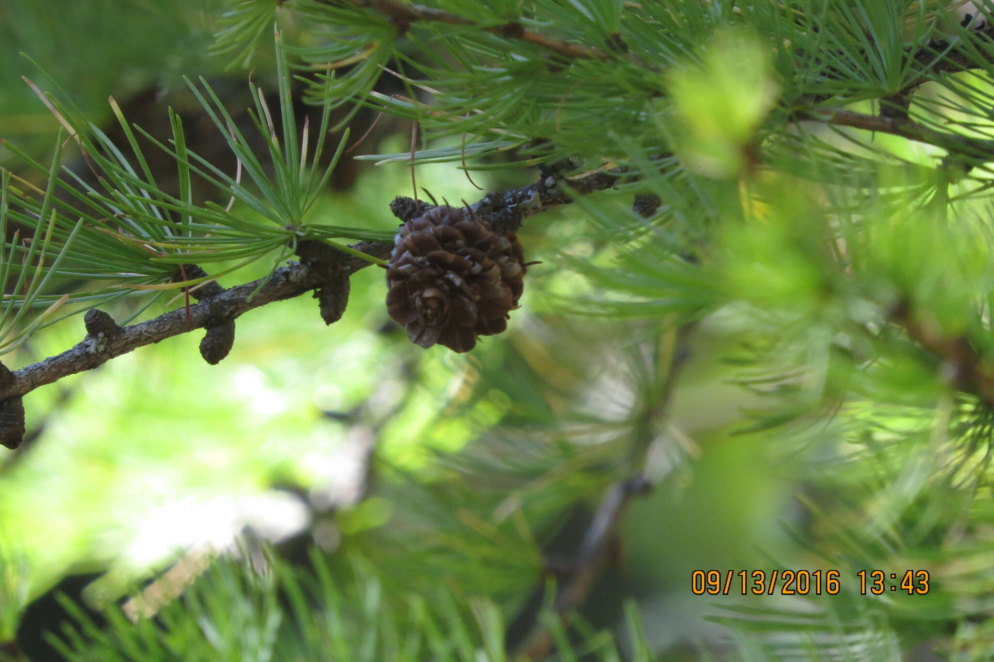 Larix occidentalis Nutt. resmi