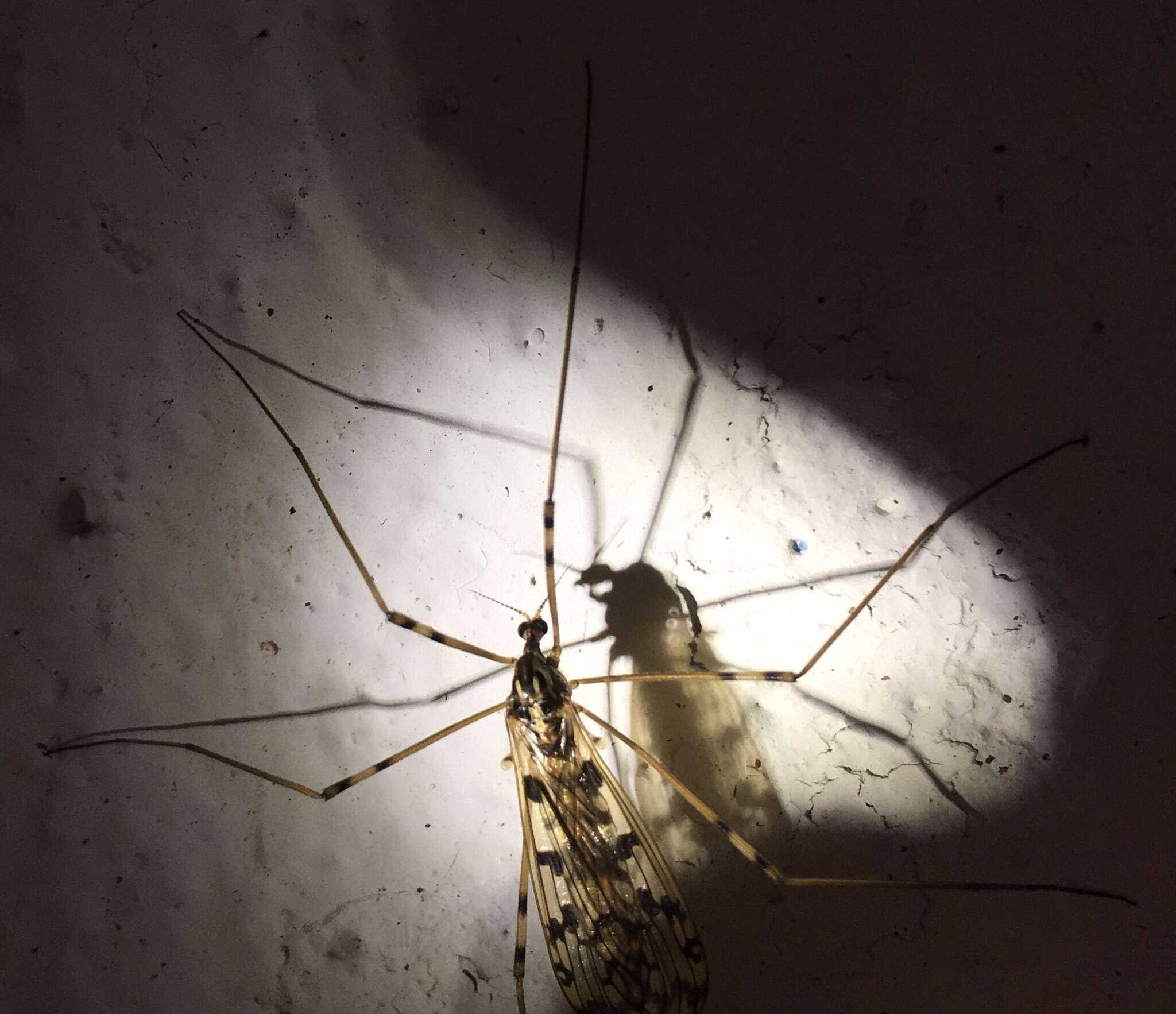 Image of <i>Limonia cinctipes</i>