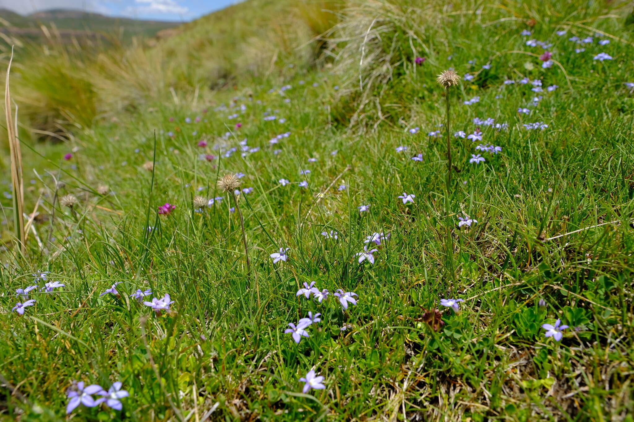 Image de Lobelia galpinii Schltr.