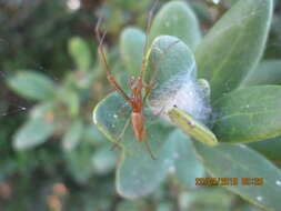 Image of Tetragnatha vermiformis Emerton 1884