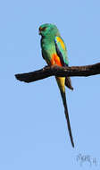 Image of Many-coloured Parakeet