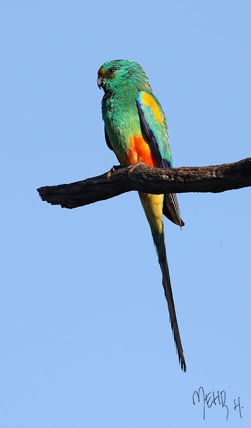 Image of Many-coloured Parakeet