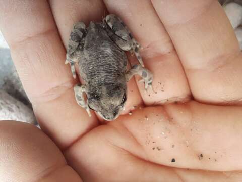 Image of Rhinella limensis (Werner 1901)