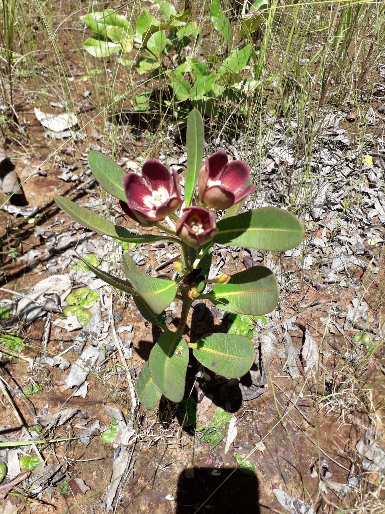 Sivun Glossostelma spathulatum (K. Schum.) Bullock kuva