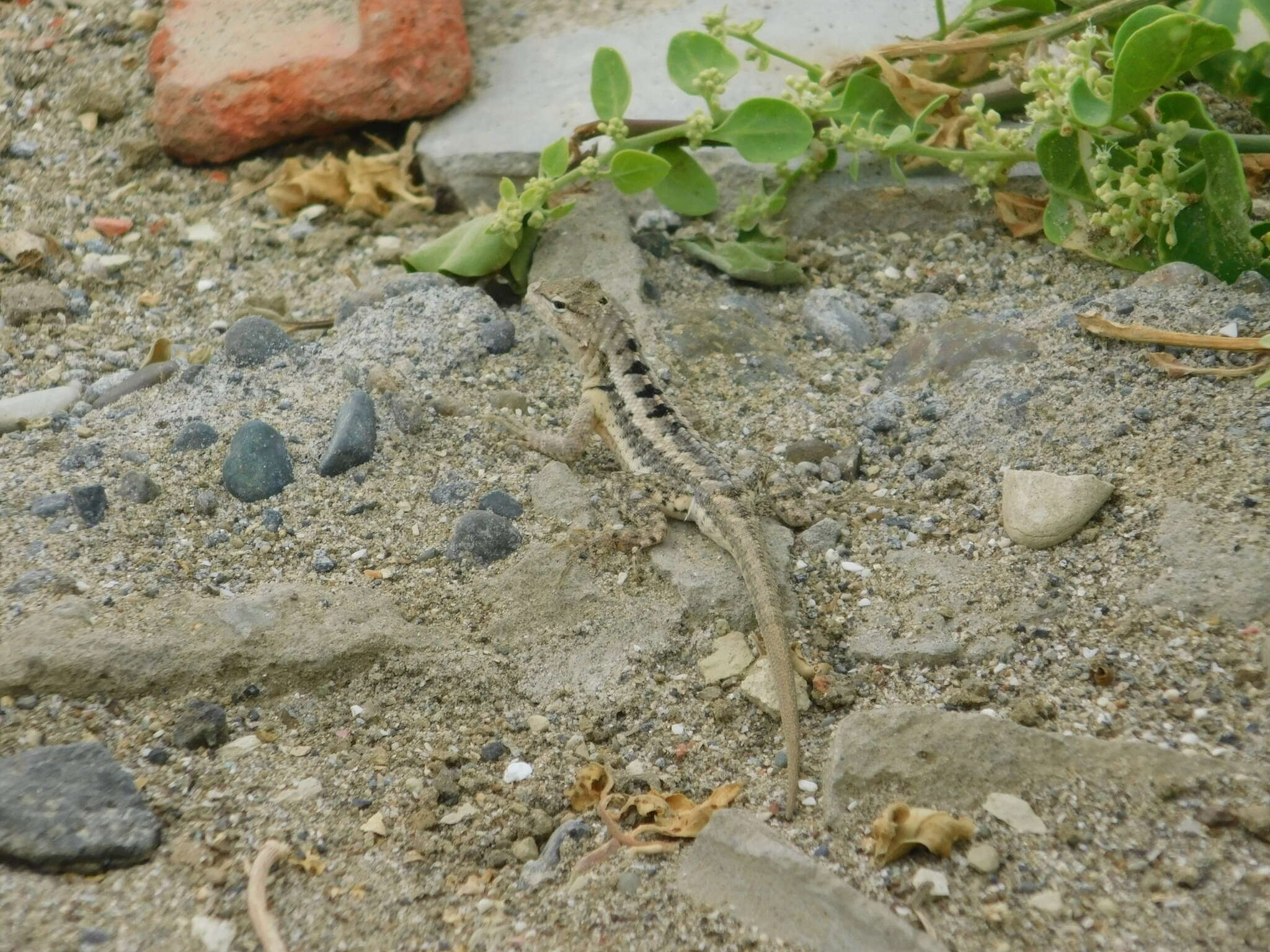 Plancia ëd Microlophus occipitalis (Peters 1871)