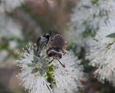 Image of Paracolletes crassipes Smith 1853