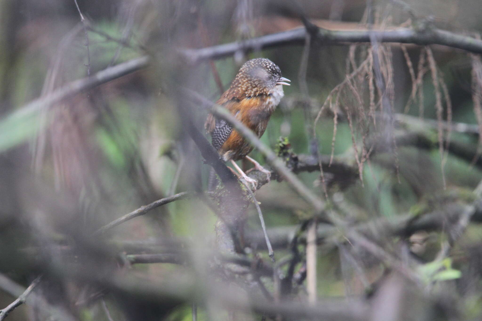 Слика од Spelaeornis troglodytoides (Verreaux & J 1871)