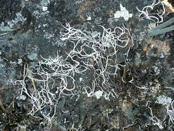 Image of Thamnolia vermicularis subsp. vermicularis