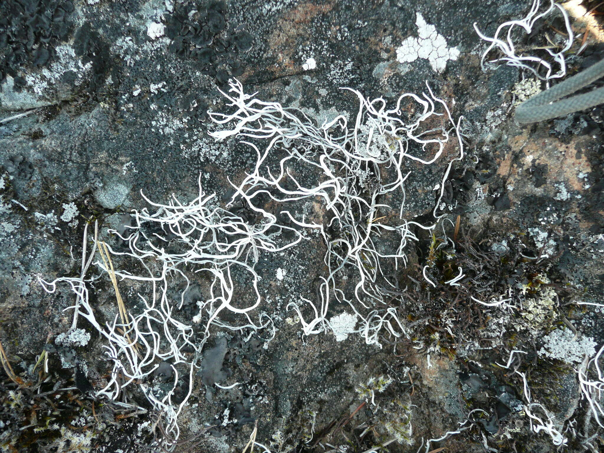 Image of Thamnolia vermicularis subsp. vermicularis