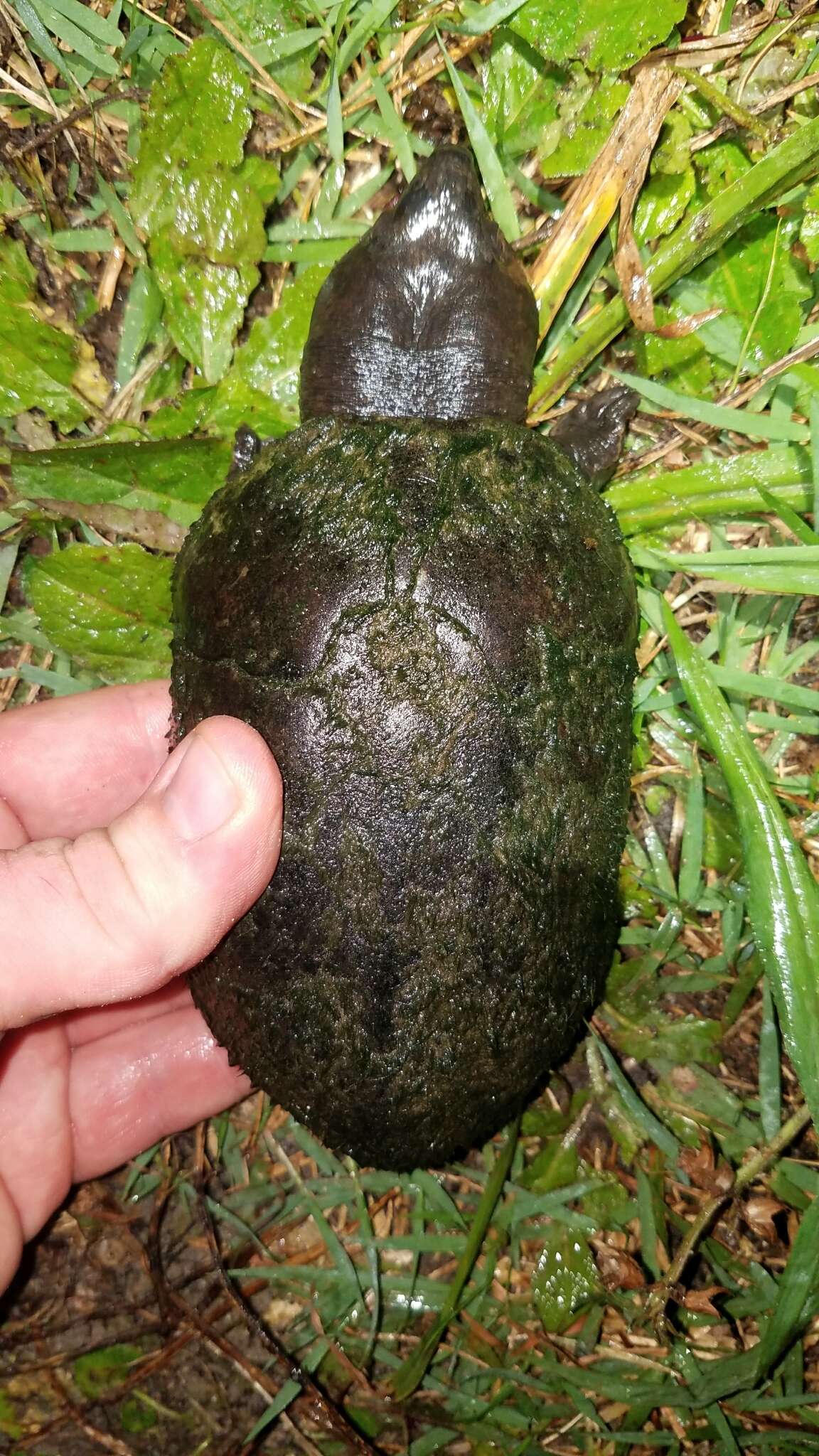 Image of Loggerhead Musk Turtle